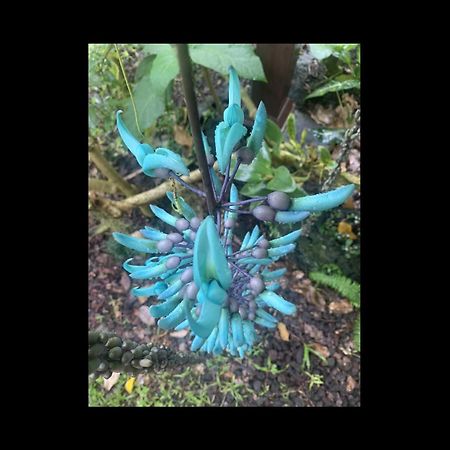 Phoenix Garden Pahoa Dış mekan fotoğraf